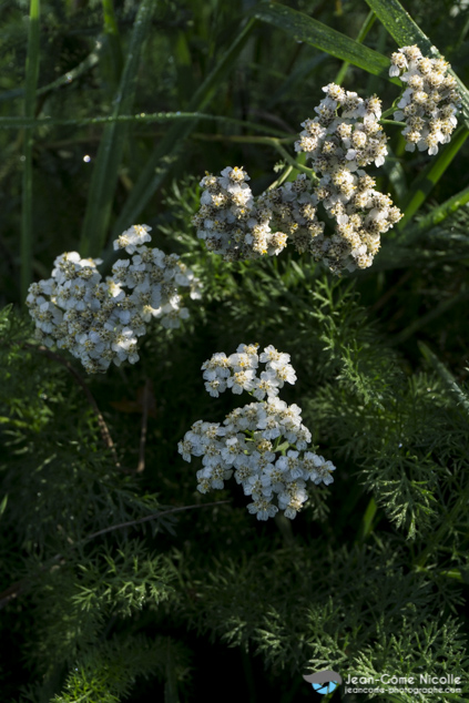 Plant d'Achilée millefeuilles, connue pour ses propriétés vulnéraires depuis la préhistoire, aux feuilles très découpes et aux discrètes fleurs blanches.